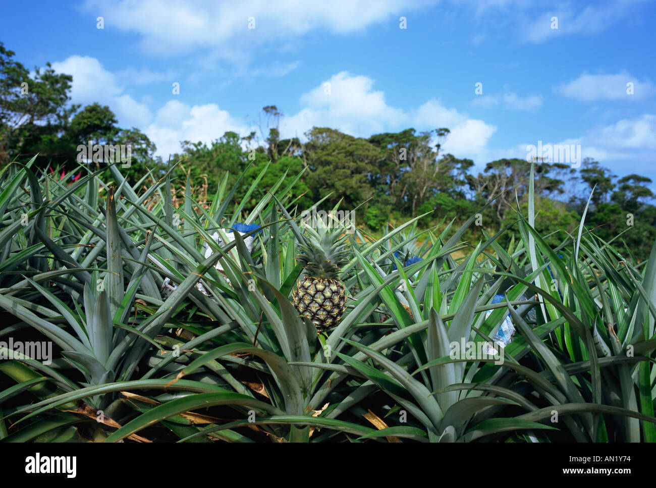 Pineapple plantation Okinawa Japan Stock Photo Alamy