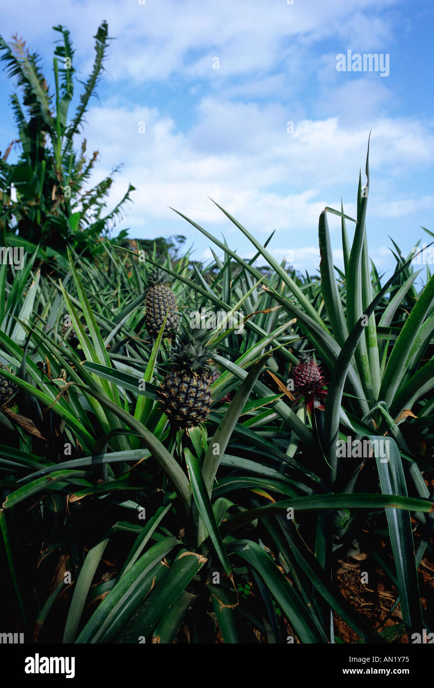 Pineapple plantation Okinawa Japan Stock Photo Alamy
