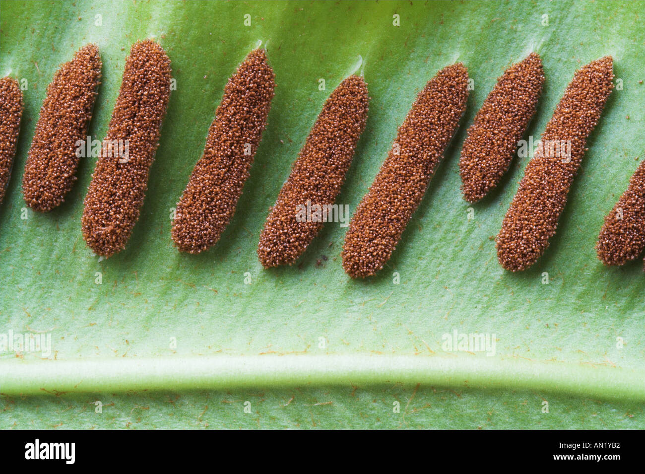 The underside of a Hart s Tongue fern showing the pattern of sori Stock Photo