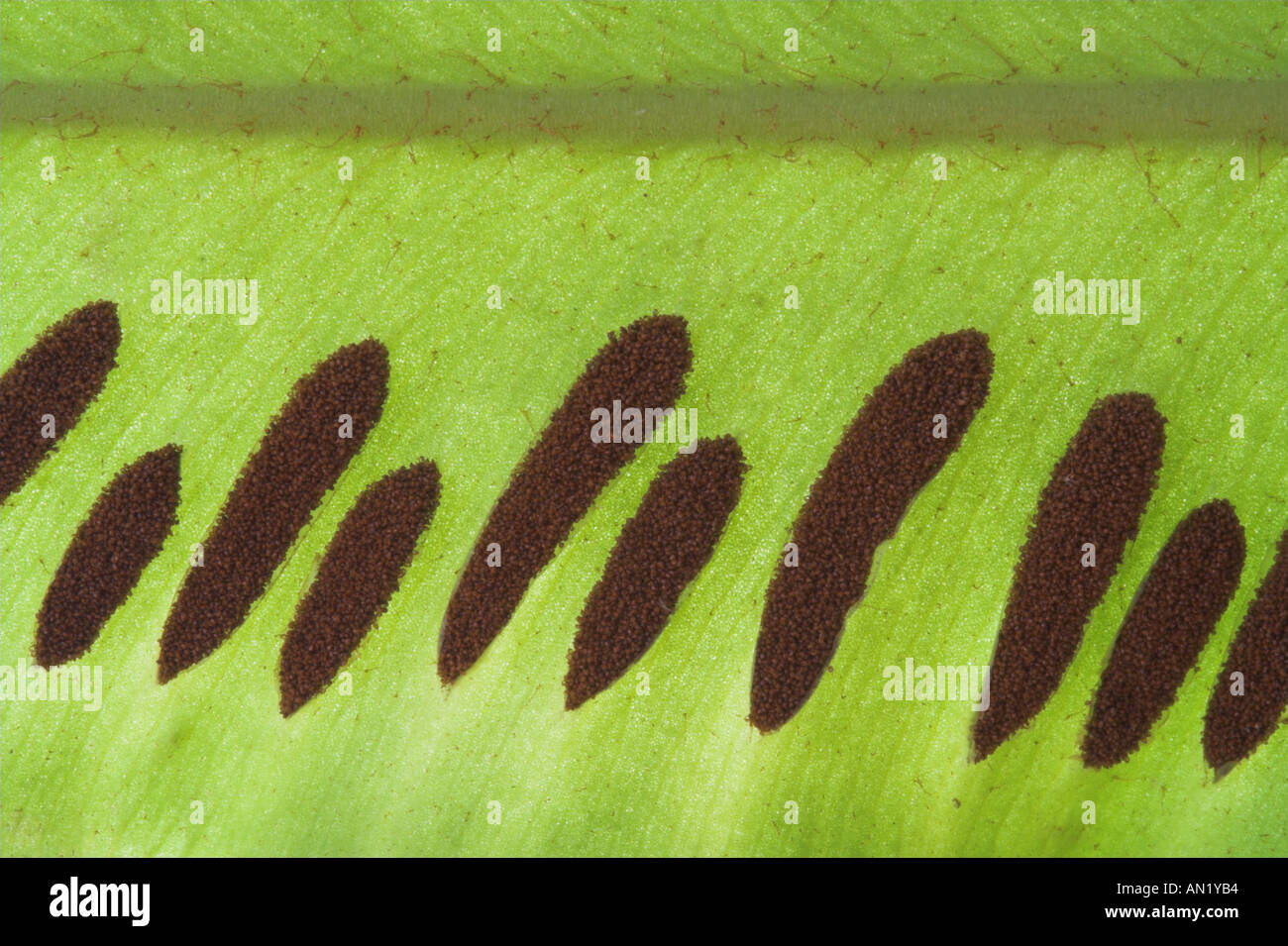 The underside of a Hart s Tongue fern showing the pattern of sori Stock Photo