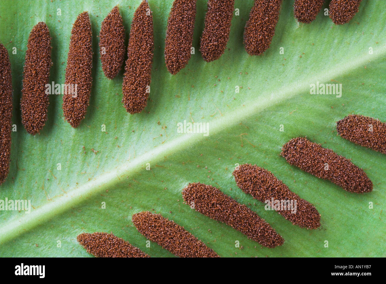 The underside of a Hart s Tongue fern showing the pattern of sori Stock Photo