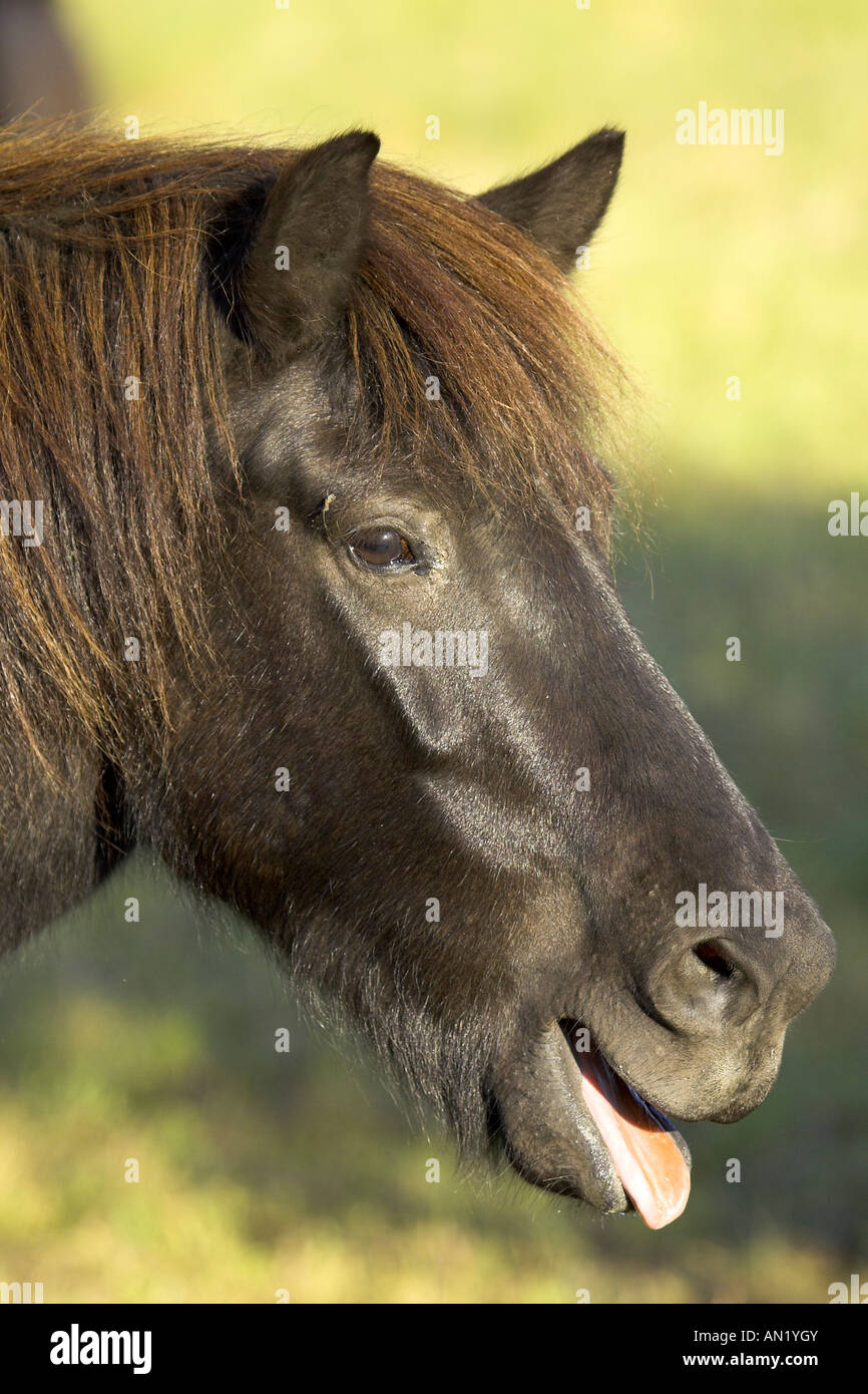 Islandpferd Islandic Horses Icelandic Horse Stock Photo Alamy