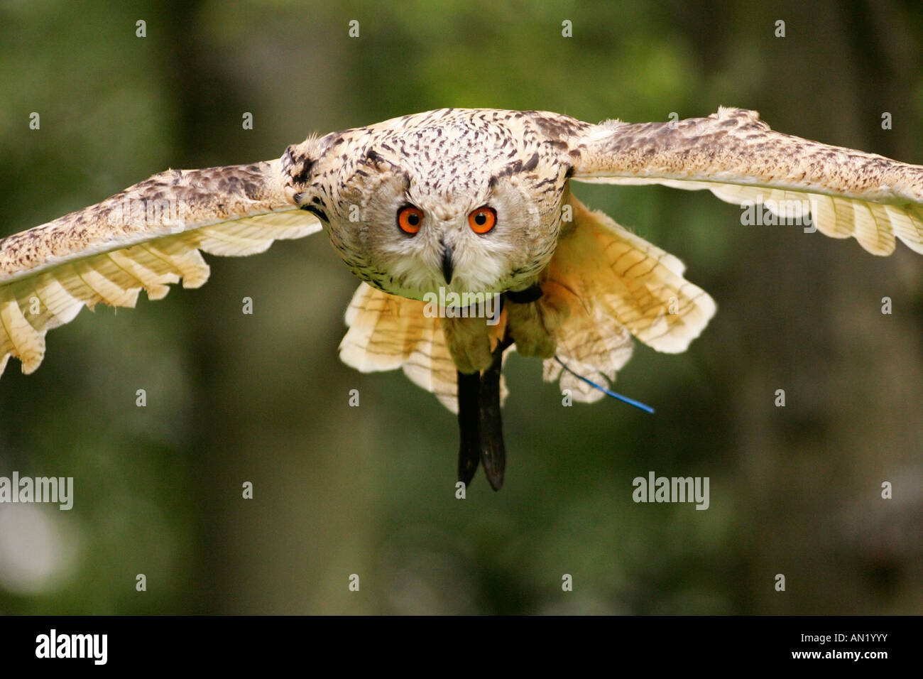 Uhu Bubo bubo Eagle Owl Europe middle Europe Europa Mitteleuropa Stock Photo