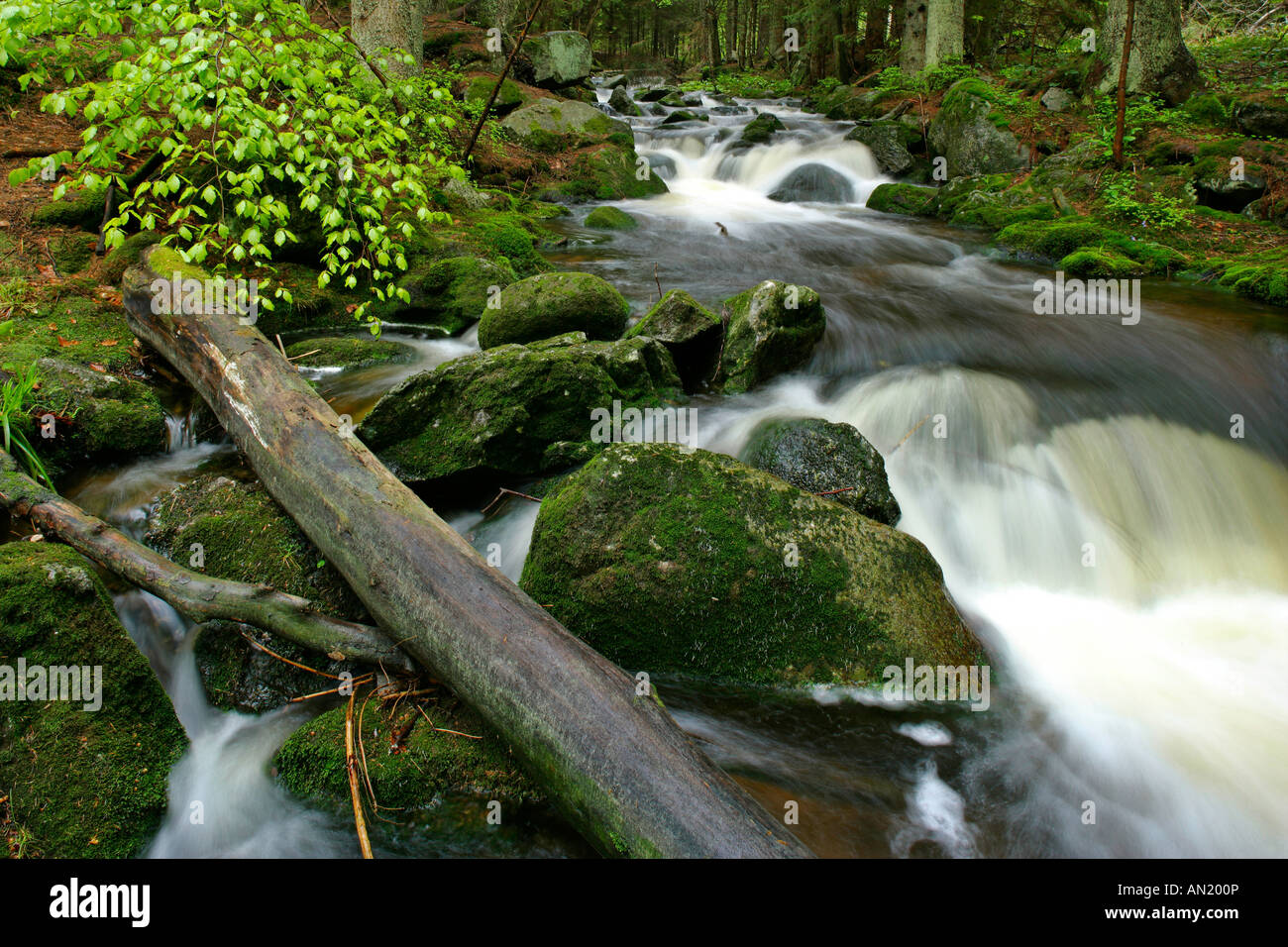 Stream with moss covered rocks in primeval forest Bavarian Forest National Park Bavaria Germany Stock Photo