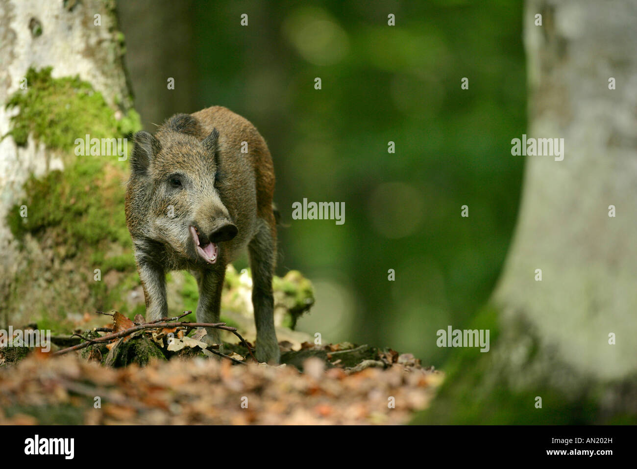 feeding young wild boar sus scrofa in forest Bavarian Forest National Park Bavaria Germany Stock Photo