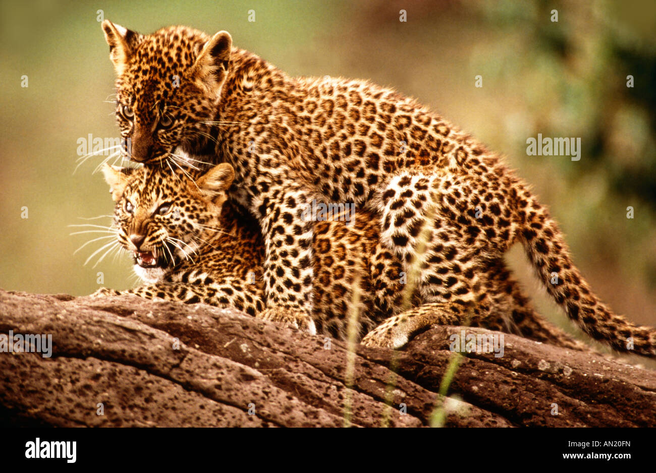 Leopard junge cubs Panthera perdus Masai Mara Kenia Kenya Afrika africa Stock Photo