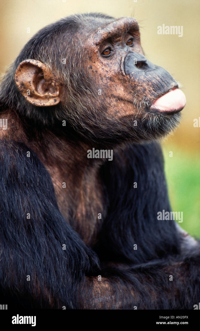 Schimpanse Chimpanzee Pan troglodytes Stock Photo