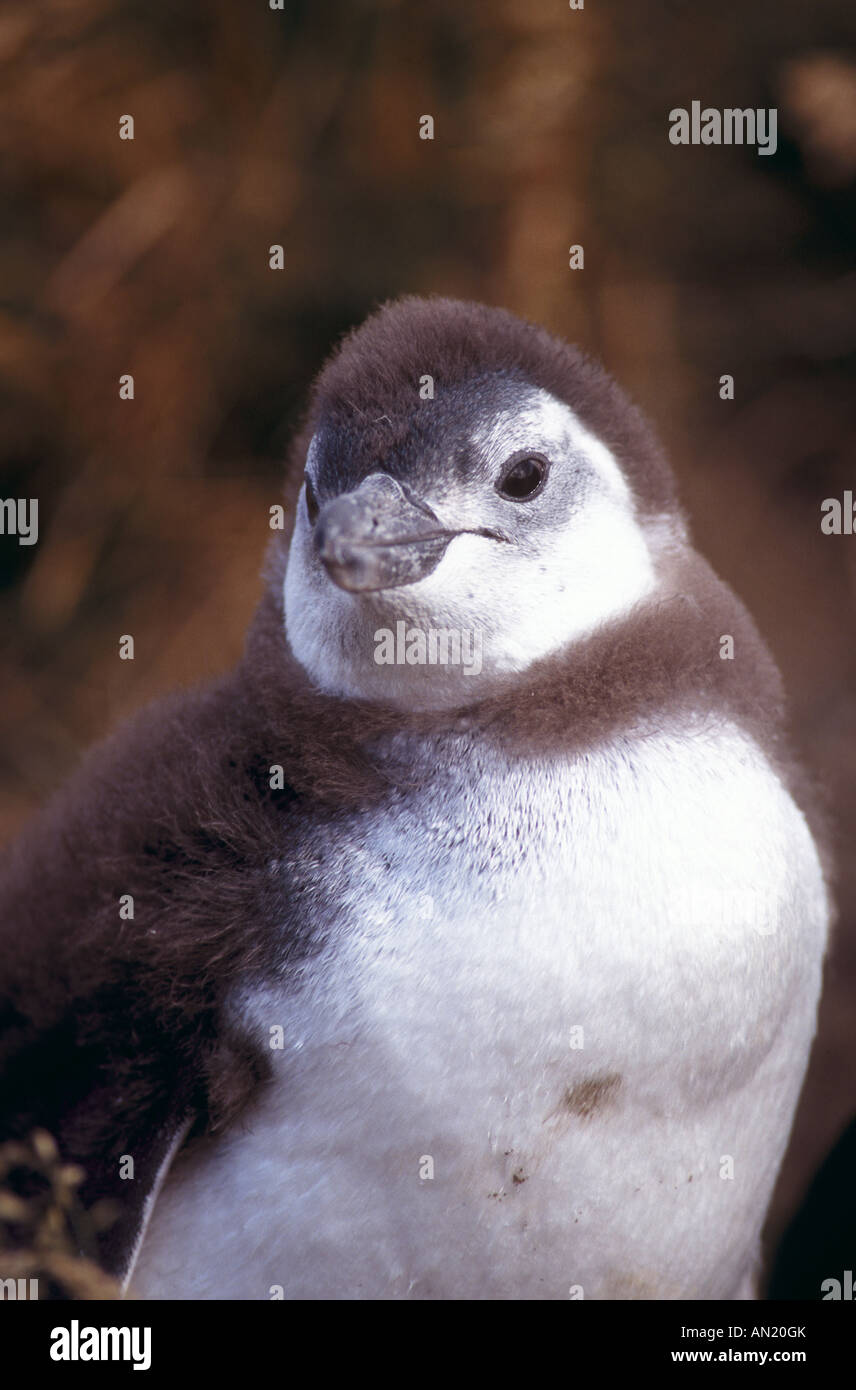 magellanic Penguin chick Junger Magellan Pinguin Sphensiscus magellanicus Stock Photo