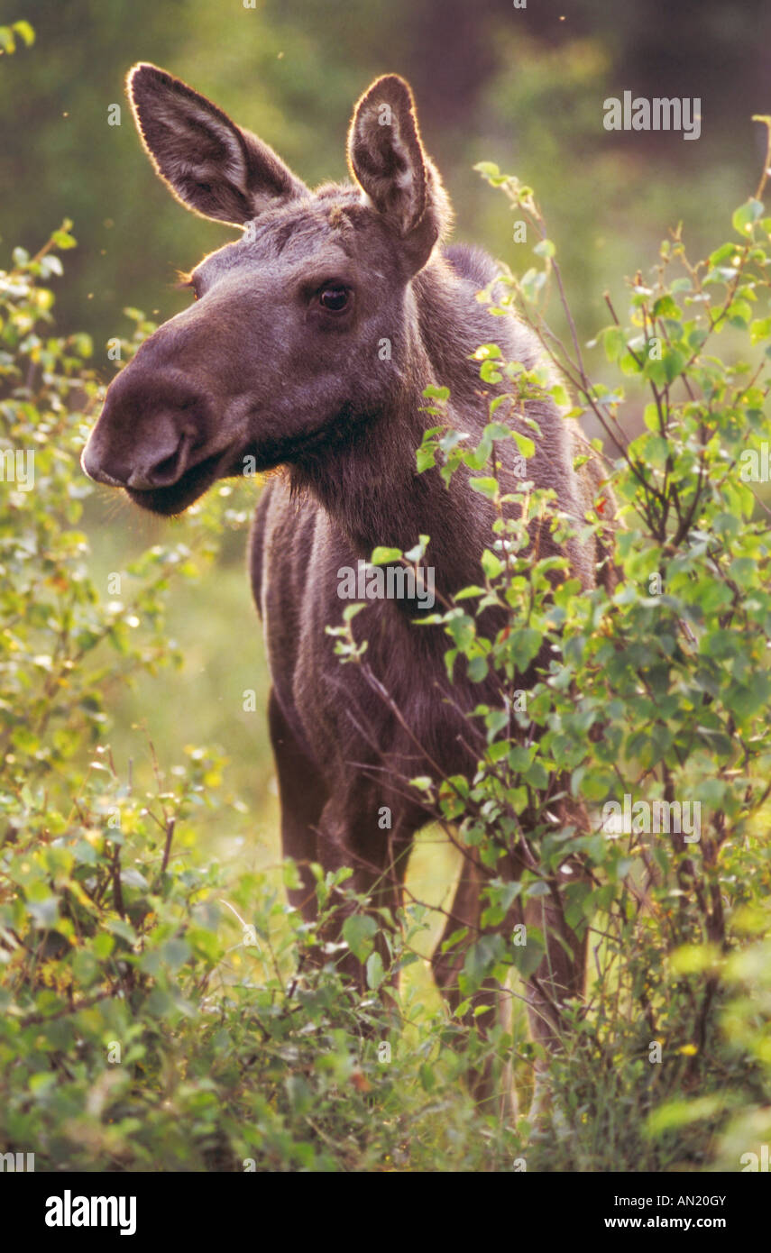 Elch Kalb Moose Calf Alces alces Halleberg Schweden Sweden Stock Photo