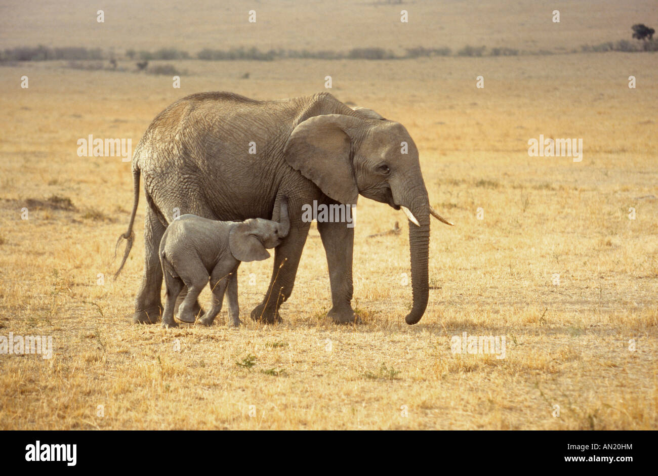 Afrikanischer Elefant Elephant Loxodonta africana Masai Mara Kenia mit Jungen with cub Afrika Stock Photo