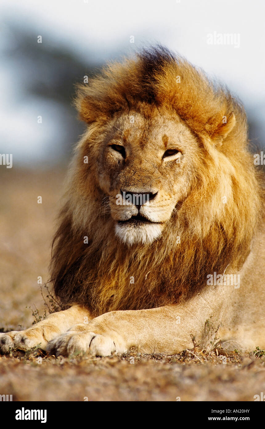 Loewe Lion Panthera leo male Portrait Stock Photo