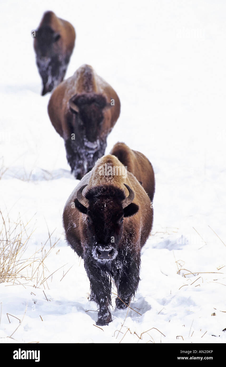 Bison Bison bison Yellowstone NP Wyoming USA Stock Photo