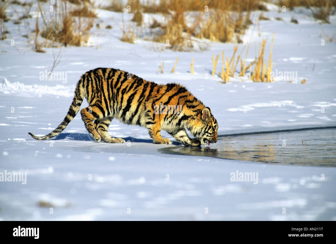 Sibirischer Tiger Siberian Tiger Panthera tigris altaica Stock Photo