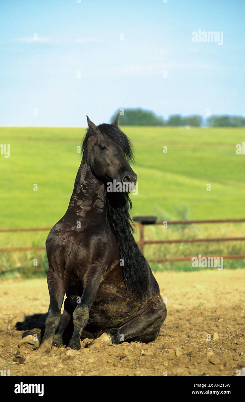 Friesenhengst Friesian Horse Stallion Stock Photo