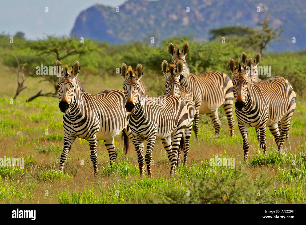 herd of Mountain Zebra Equus zebra galloping through savannah Mount Etjo Namibia Stock Photo Alamy