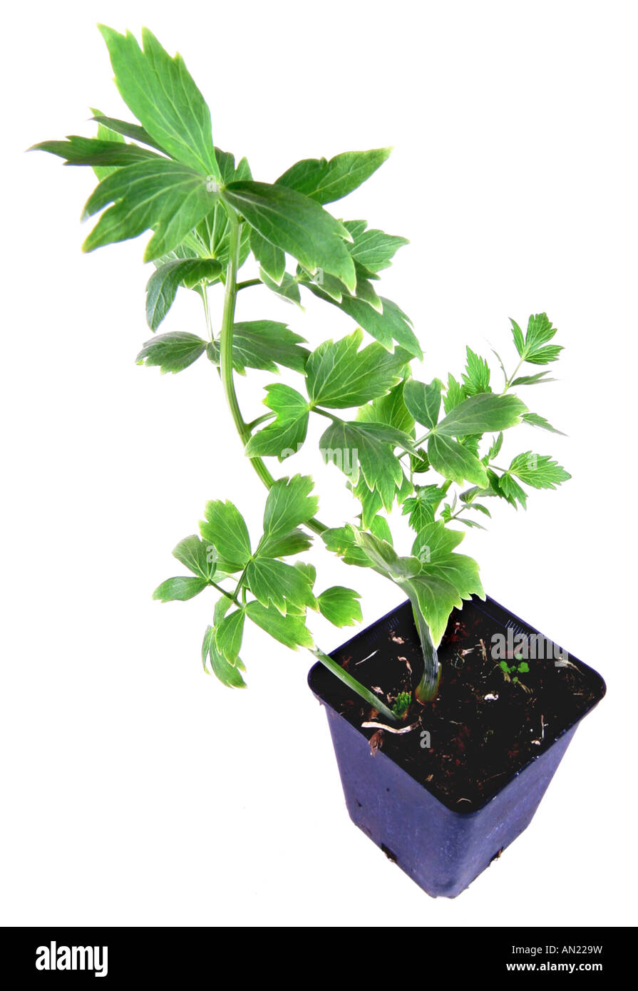 garden lovage bladder seed Levisticum officinale potted plant Stock Photo