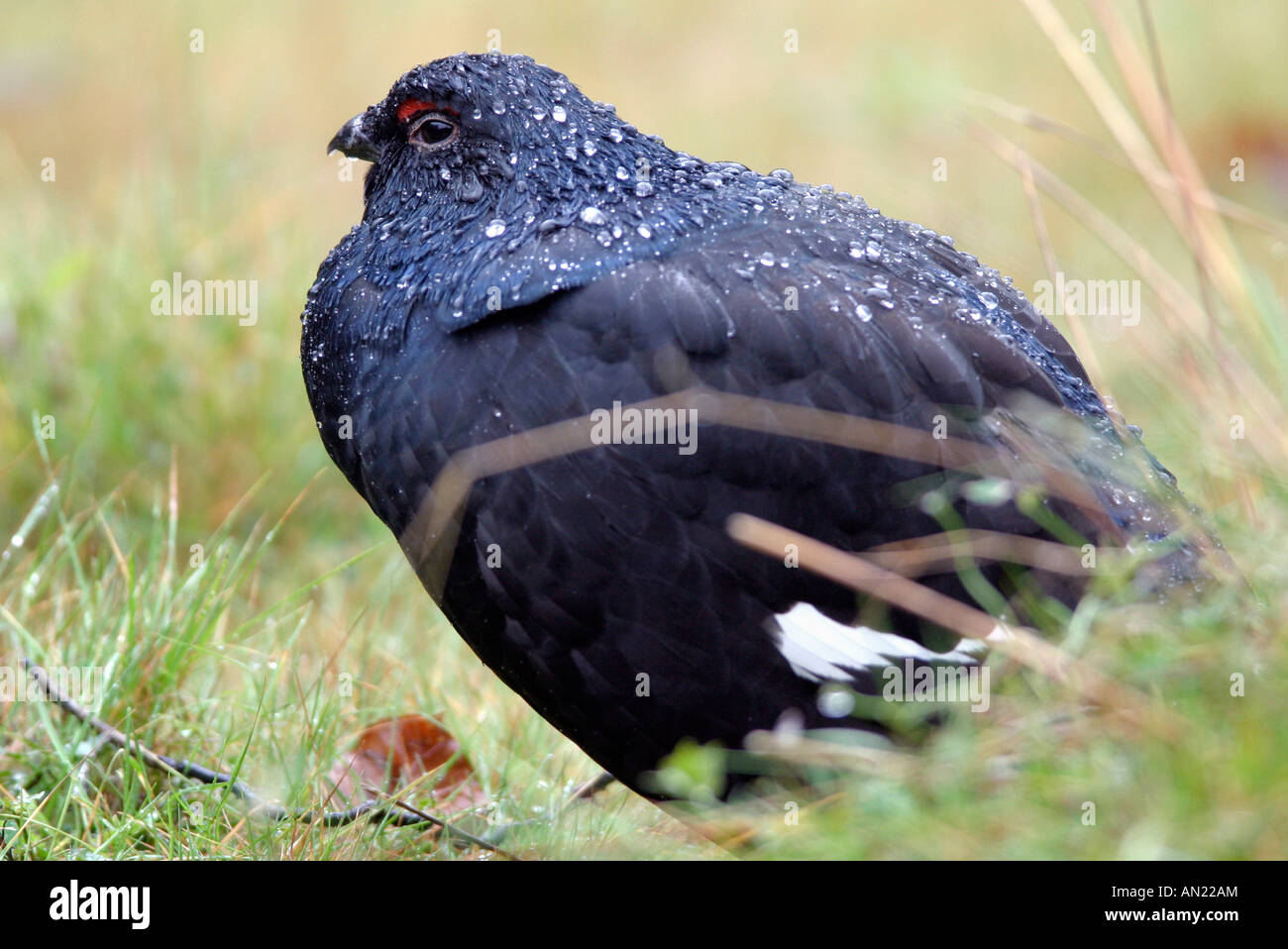 Birkhuhn sweden Black Grouse lyrurus tetrix Stock Photo Alamy