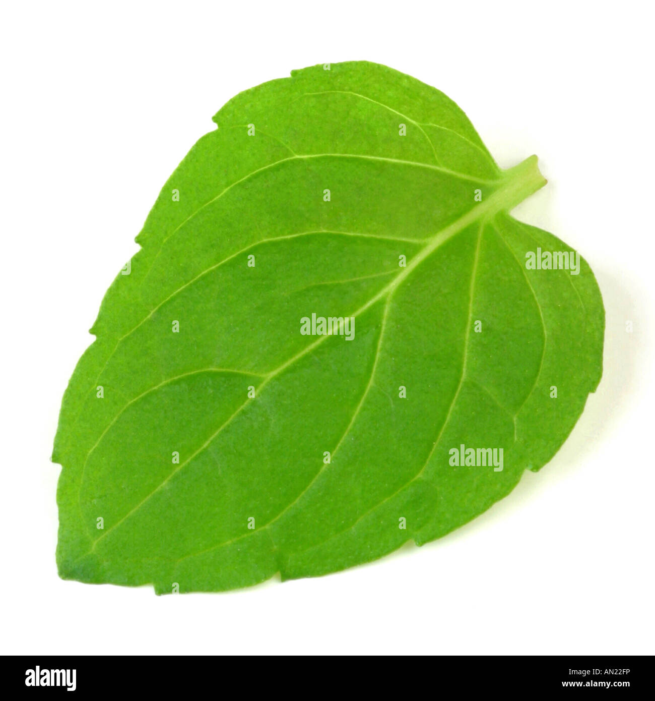 Grassroots Herb Supply – Peppermint Leaf Cut & Sifted (Mentha Piperita) – Food Grade, Natural
