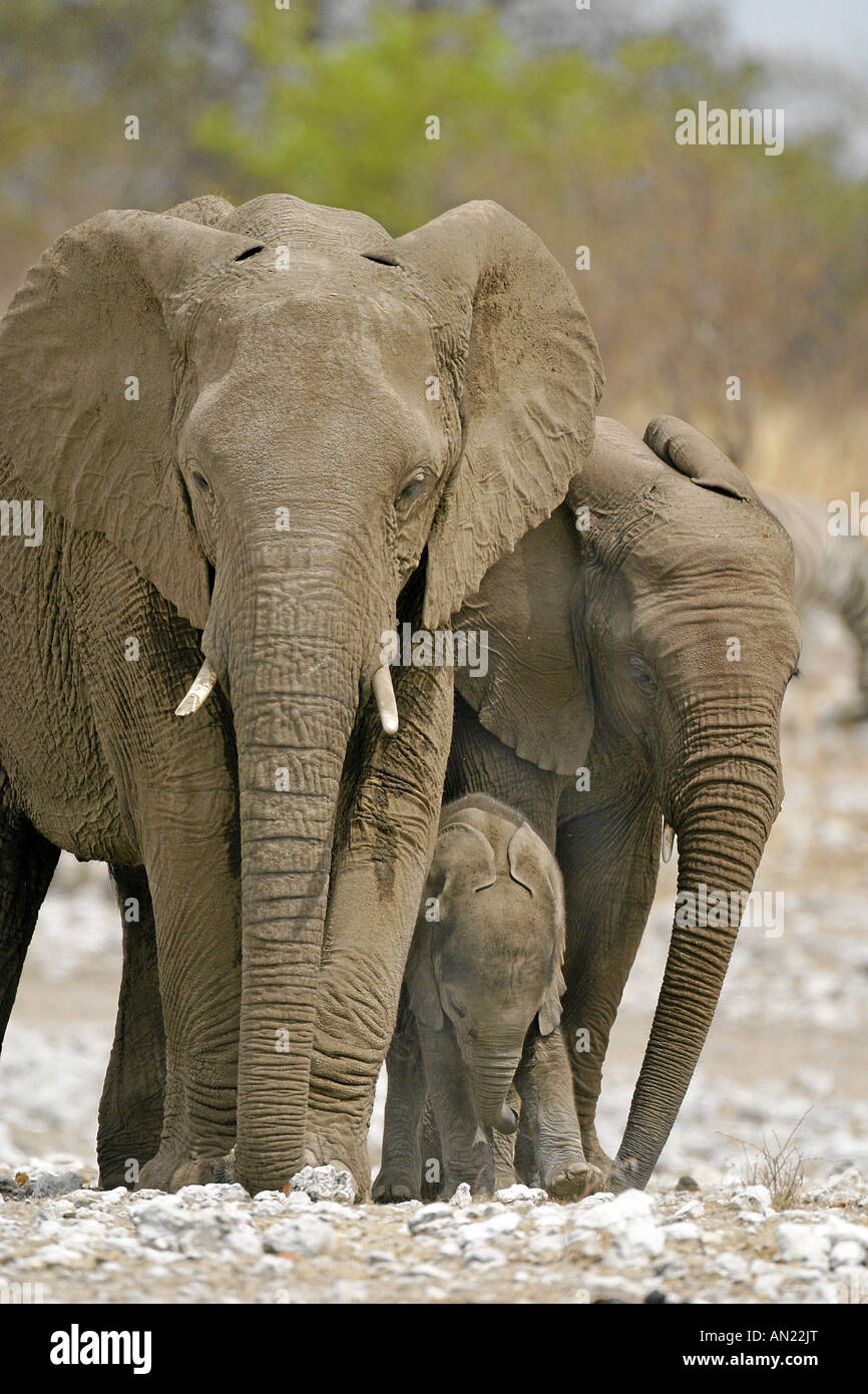 Afrikanische Elefanten african elephants Loxodonta africana Etosha NP Namibia Stock Photo