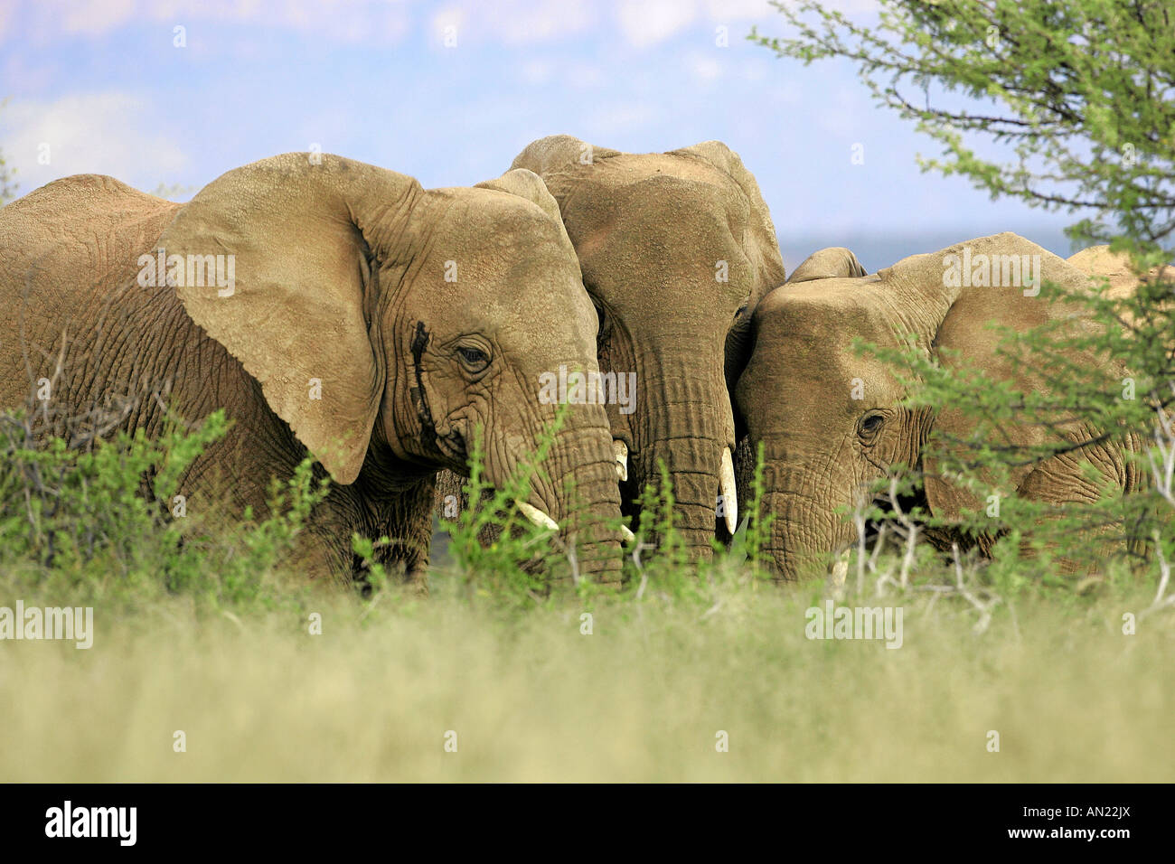 Afrikanische Elefanten african elephants Loxodonta africana Namibia Stock Photo