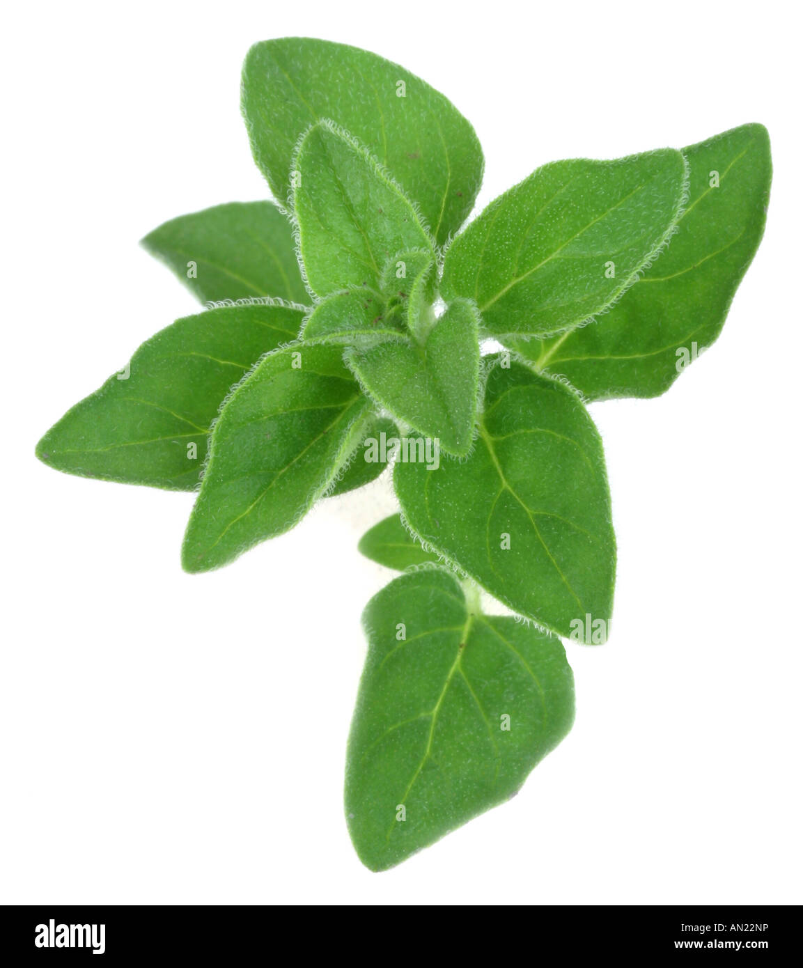 wild marjoram Origanum vulgare foliage leaves Stock Photo Alamy