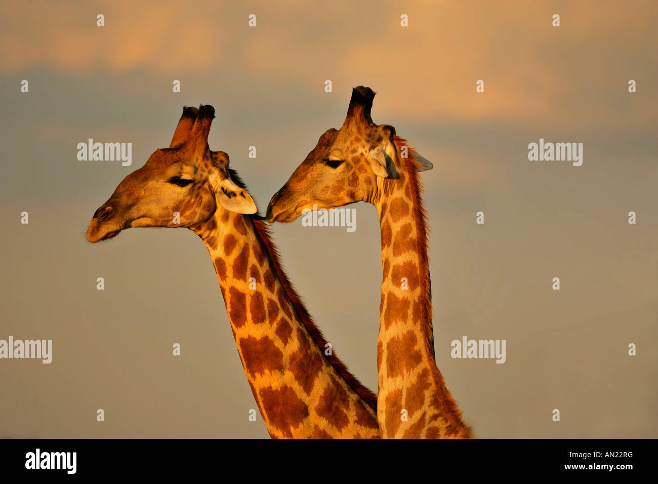 two Giraffe Etosha National Park Namibia Stock Photo