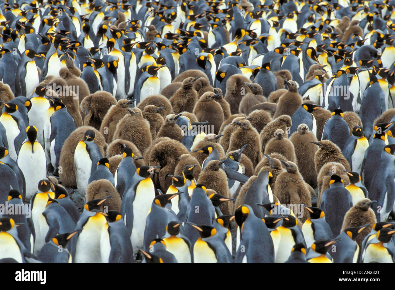 King penguin Koenigspinguin Aptenodytes patagonicus Salisbury plain South Georgia Pinguinkolonie colony peng Stock Photo