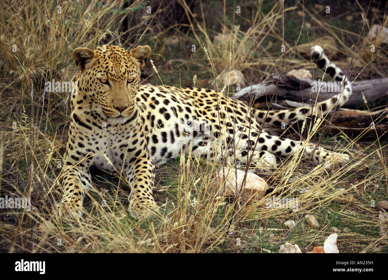Leopard Panthera pardus Ostafrika East Africa Stock Photo