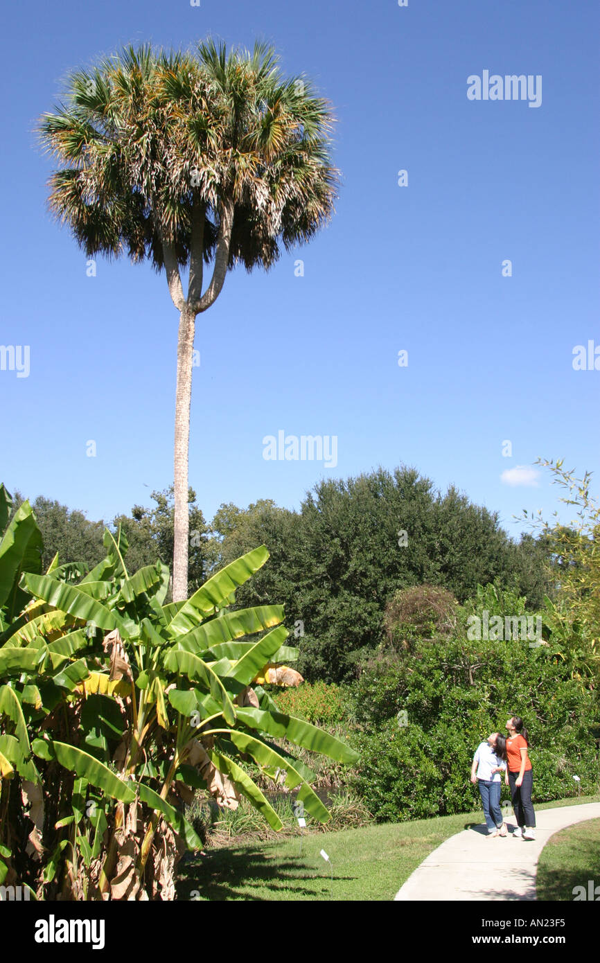 Gainesville Florida,Kanapaha Botanical Gardens,rare triple crowned sabal palmetto,visitors travel traveling tour tourist tourism landmark landmarks cu Stock Photo