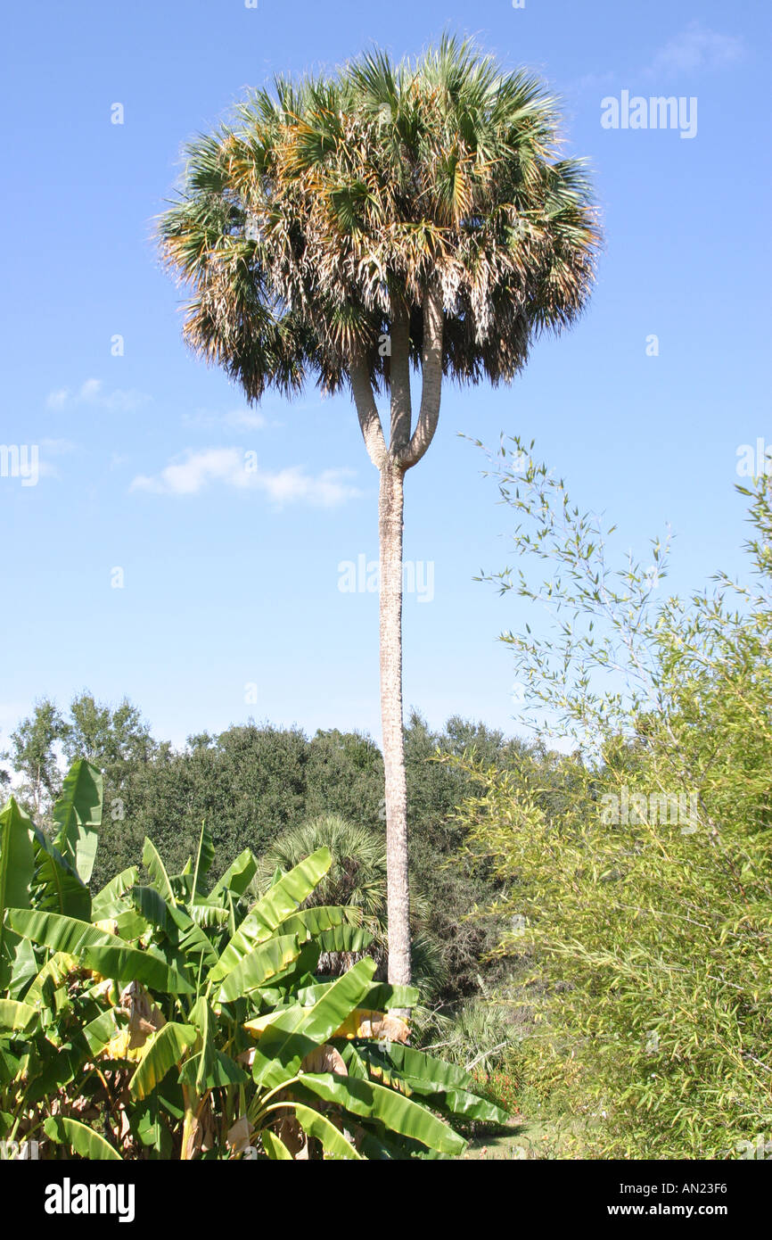 Gainesville Florida,Kanapaha Botanical Gardens,rare triple crowned