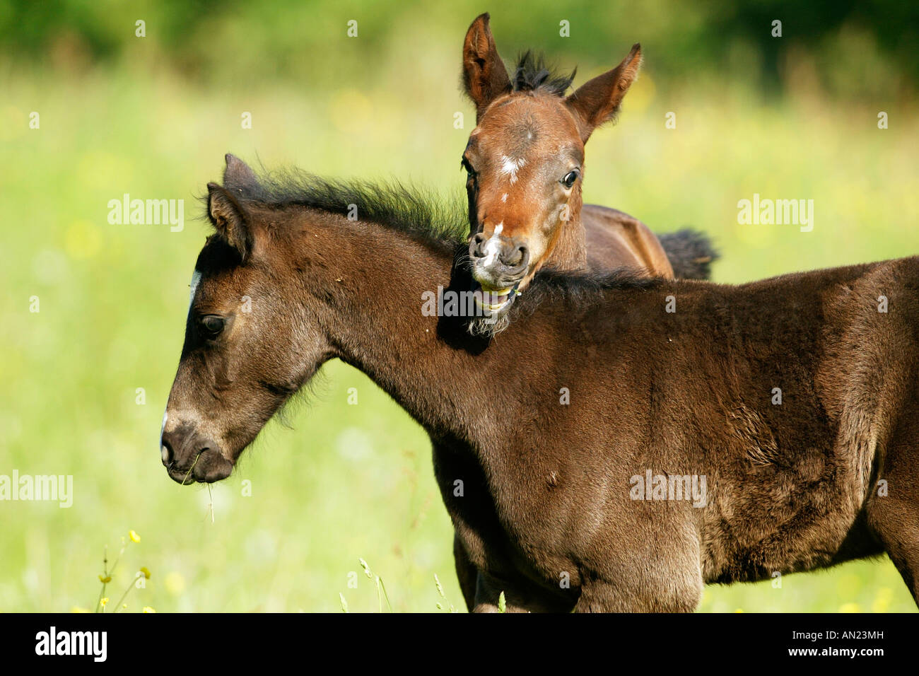 Deutsches Reitpony German Riding Pony Stock Photo - Alamy