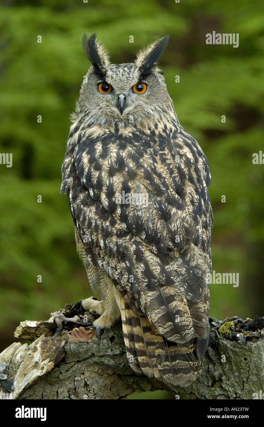 Uhu Bubo bubo Eagle Owl Europe middle Europe Europa Mitteleuropa Stock  Photo - Alamy