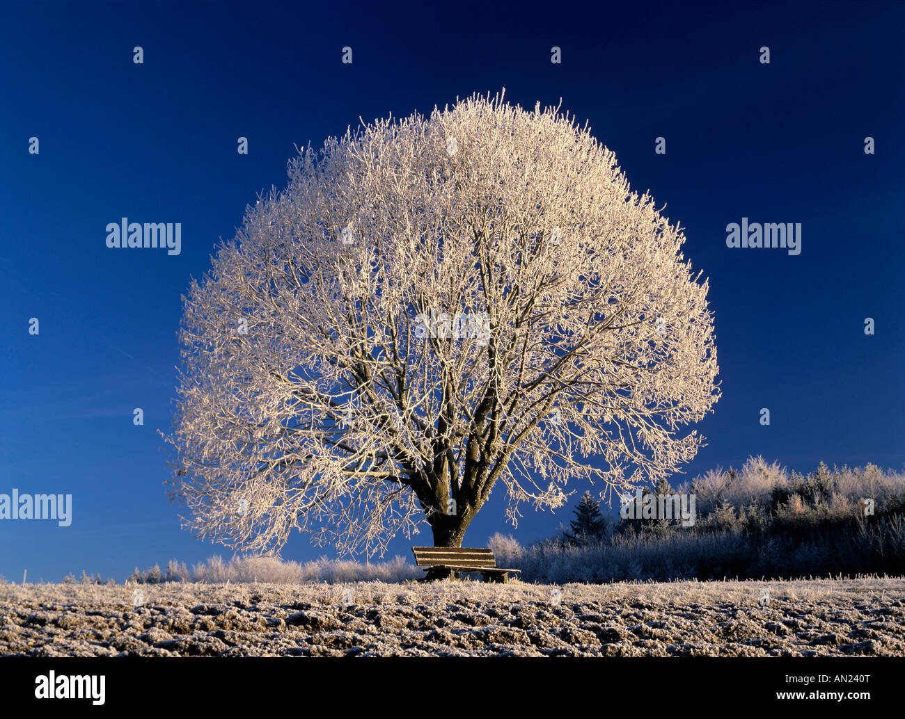 Frosty winter landscape with tree and bench Schwaebische Alb Germany ...