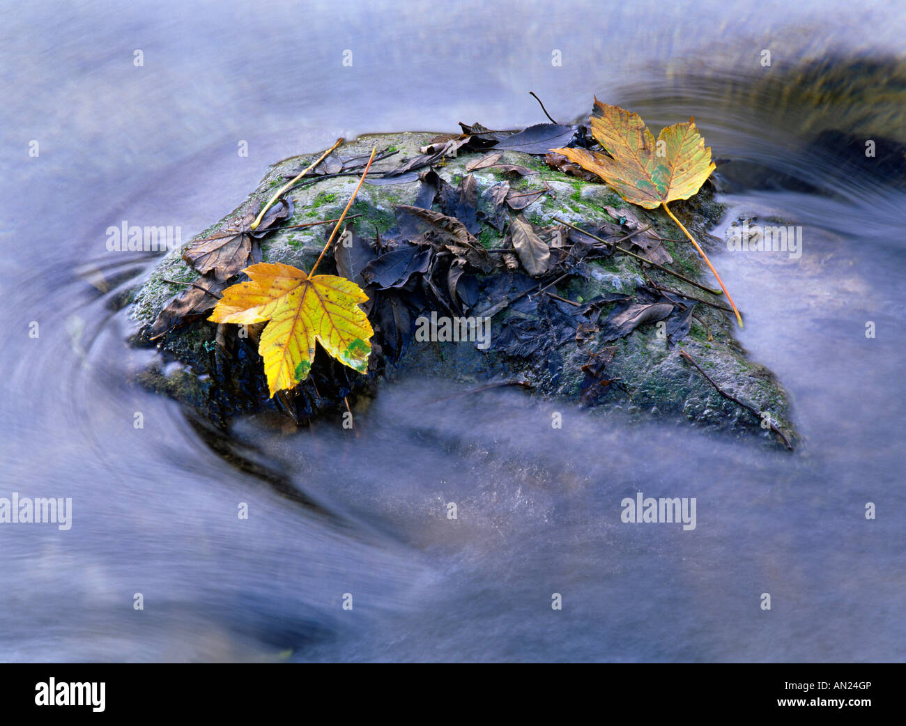 yellow coloured maple leaves stranded on a rock located in a creek Schwaebische Alb Baden Wuerttemberg Germany Stock Photo