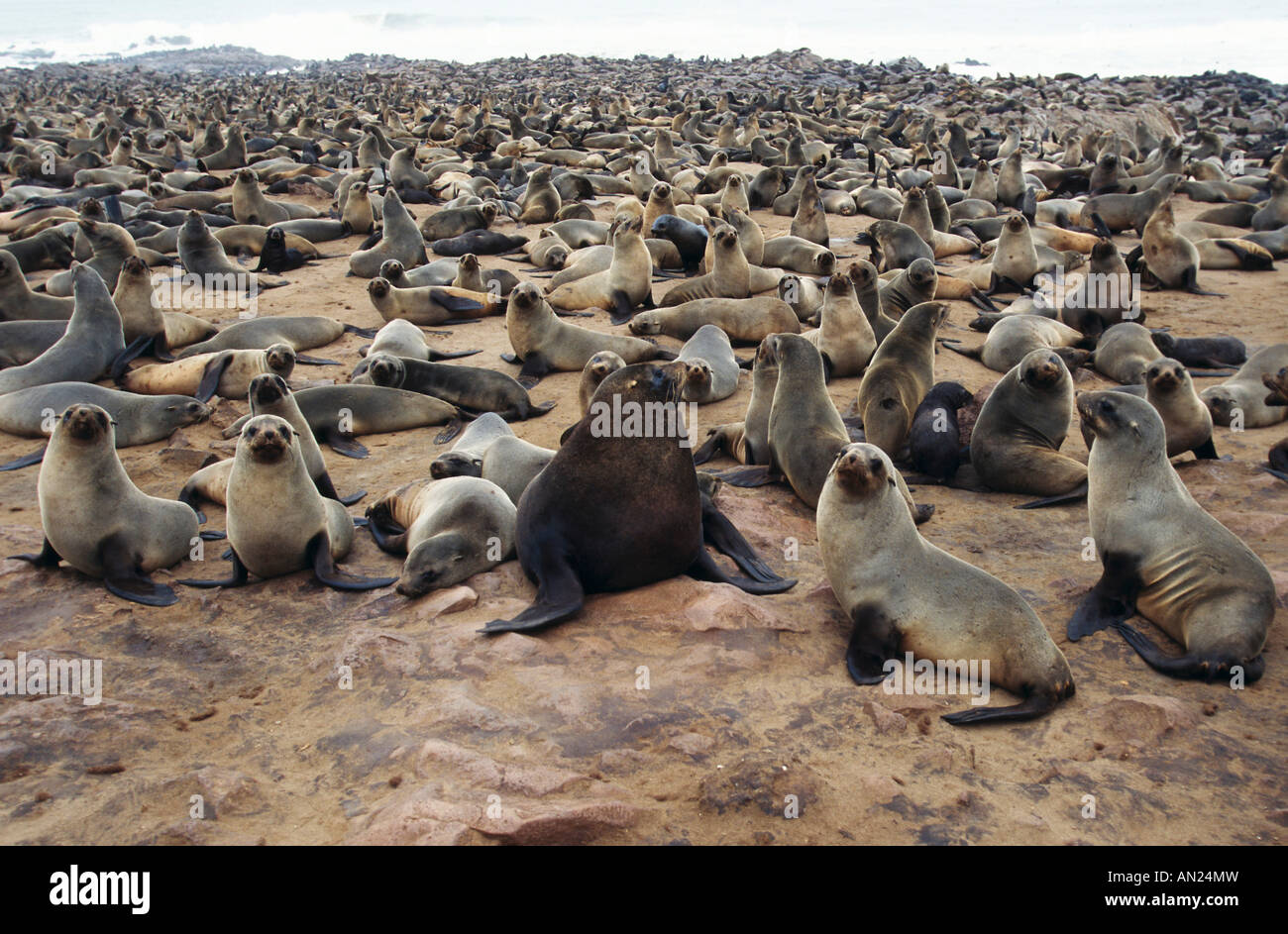 Ohrenrobbe Suedafrikanische Pelzrobbe South African Fur Seal Cape Fur Seal Cape Cross Kreuzkapp Namibia Afrika Stock Photo