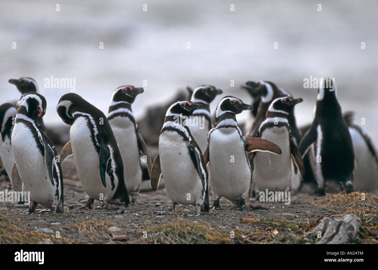 Pinguin Kolonie Magellanpinguine Seno Otway Patagonia Chile Magellanic Penguin Colony Spheniscus magellanicus Stock Photo