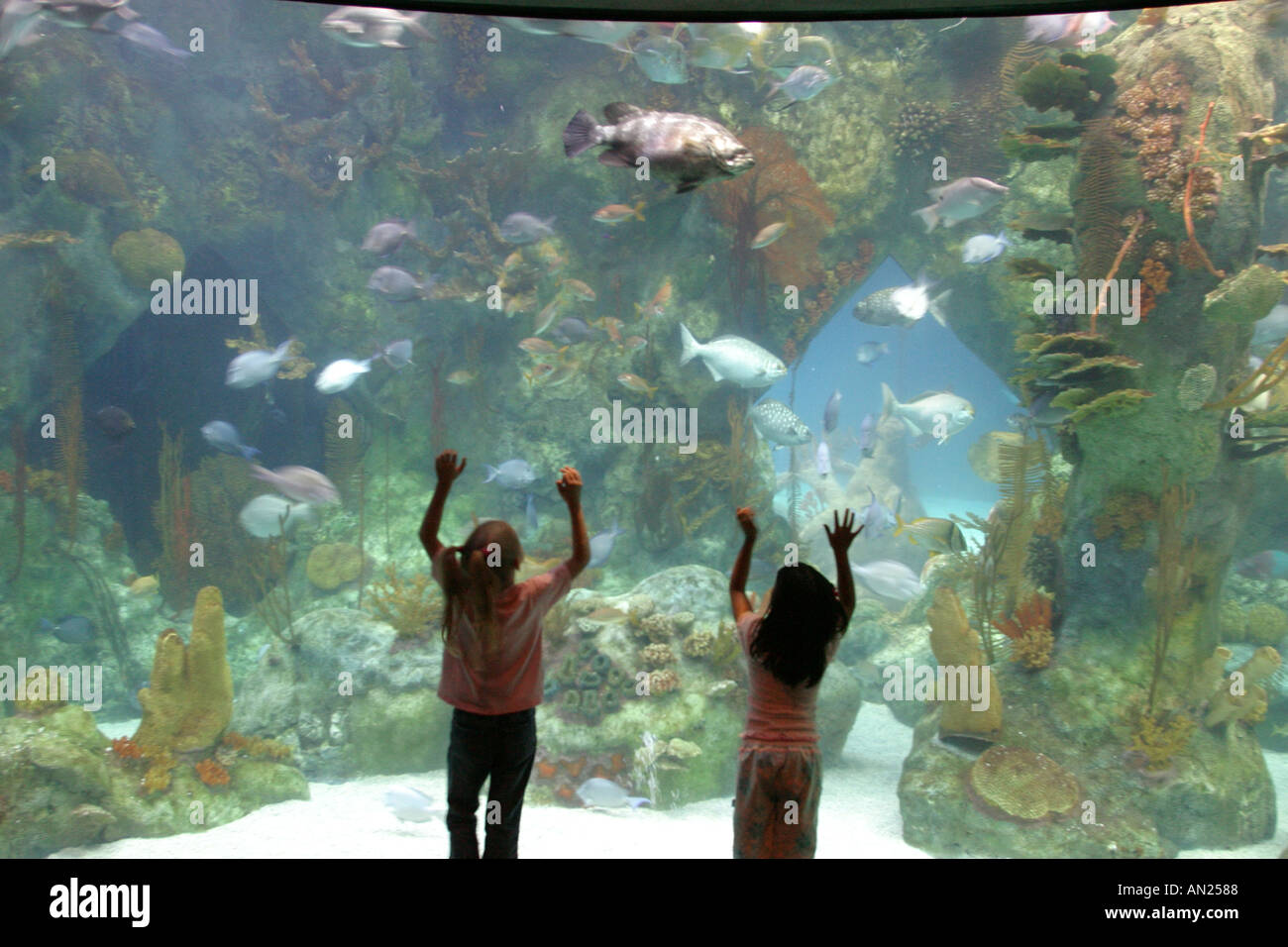 New Mexico Albuquerque Biological Park,Aquarium,shark tank water marine life fish,boy boys male girl girls female brother sister siblings,look looking Stock Photo