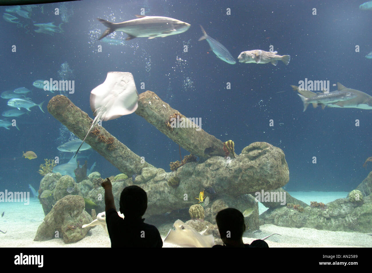 Albuquerque New Mexico,Biological Park,Aquarium,285,000 gallon shark tank,visitors travel traveling tour tourist tourism landmark landmarks culture cu Stock Photo
