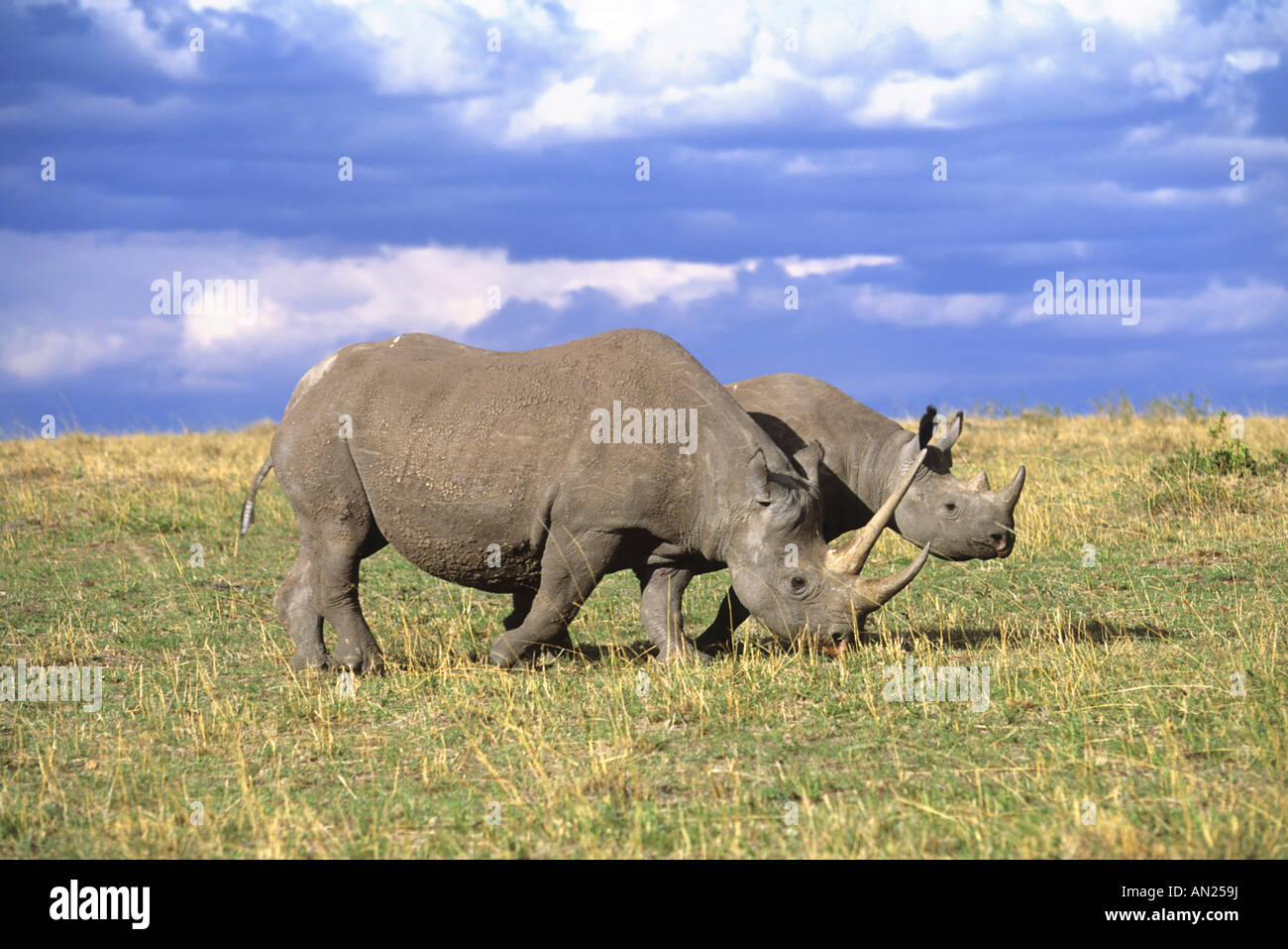 Spitzmaulnashorn Black Rhinoceros Kalb Calf Diceros bicornis Masai Mara kenia Afrika Stock Photo