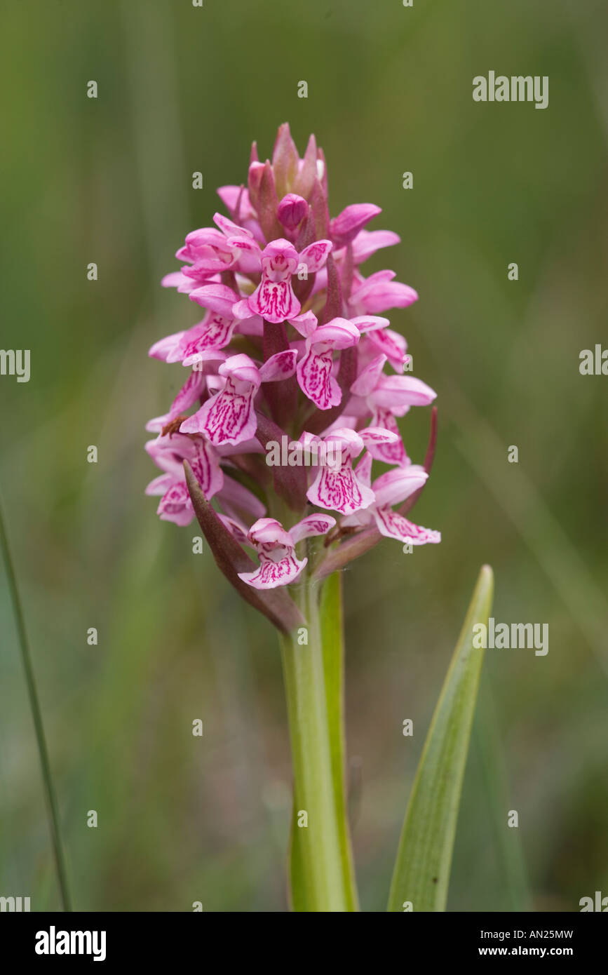 Orchid possibly a form of marsh orchid Dactylorhiza Scarisdale Wood Mull Scotland June Stock Photo