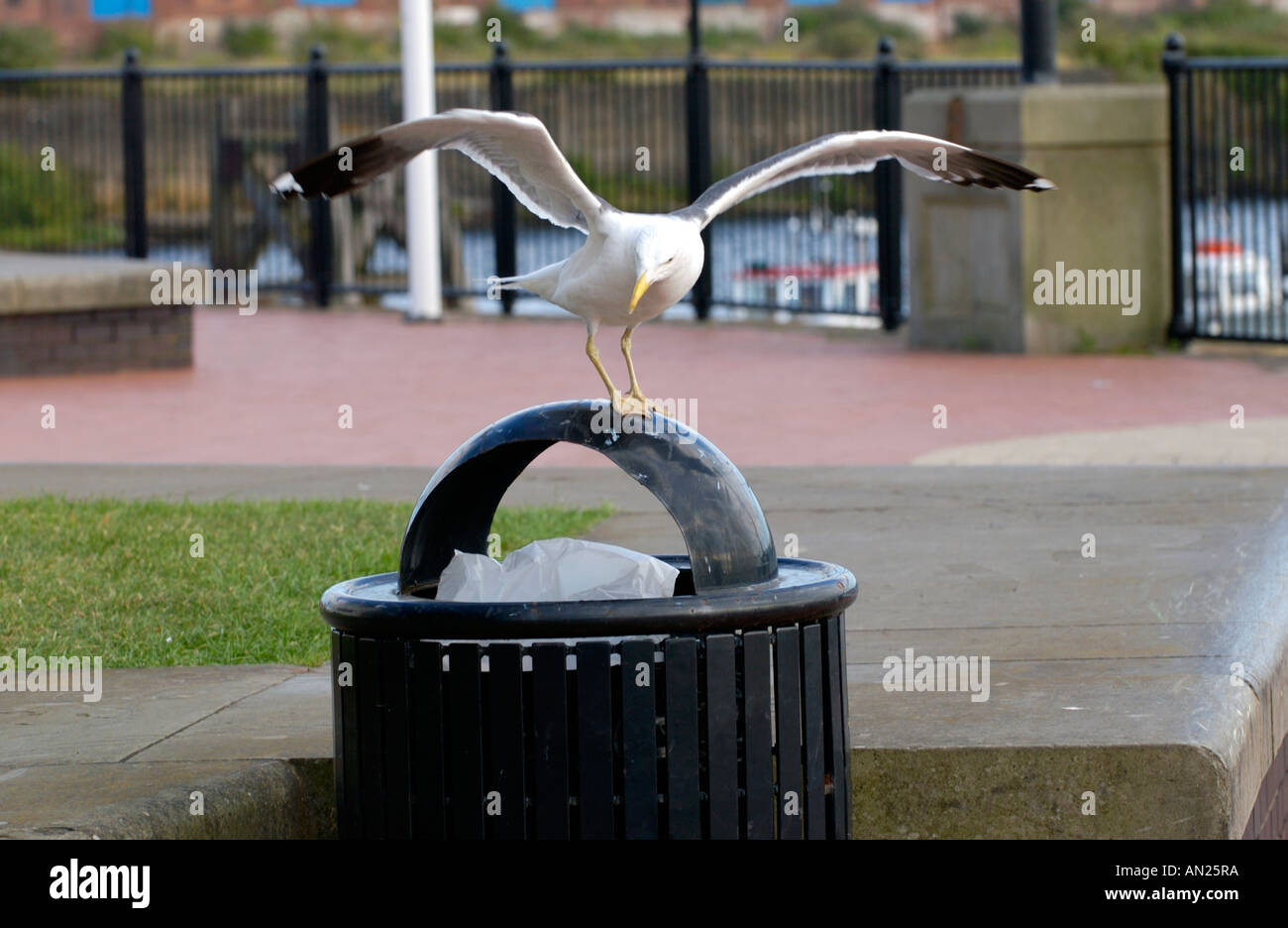 Gull about to remove waste food from litter bin in Cardiff Bay South Wales UK GB EU Stock Photo