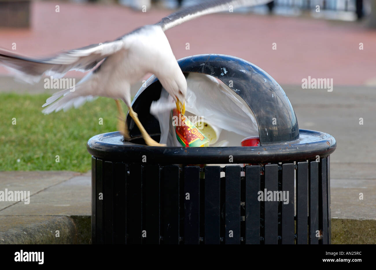 Gull about to remove waste food from litter bin in Cardiff Bay South Wales UK GB EU Stock Photo