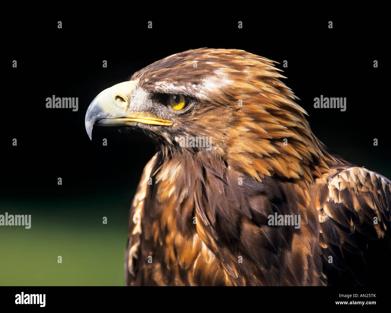 Steinadler golden eagle Aquila chrysaetos Stock Photo - Alamy