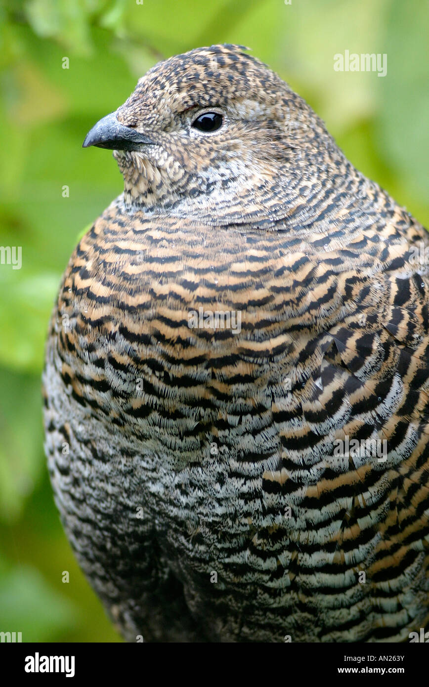 Birkhuhn sweden Black Grouse lyrurus tetrix Stock Photo Alamy