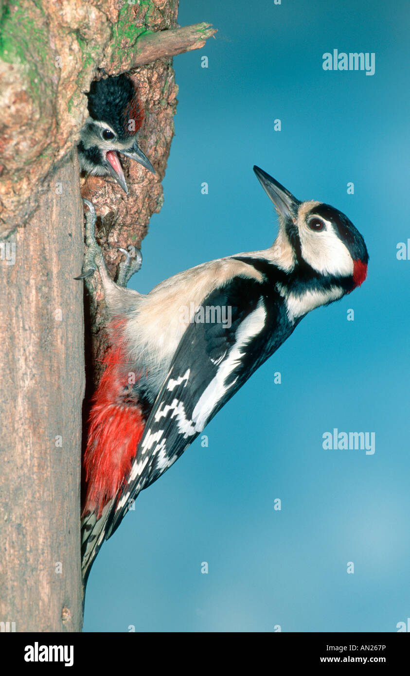 Buntspecht Picoides major Great Spotted Woodpecker Voegel Spechtschmiede Winter Stock Photo