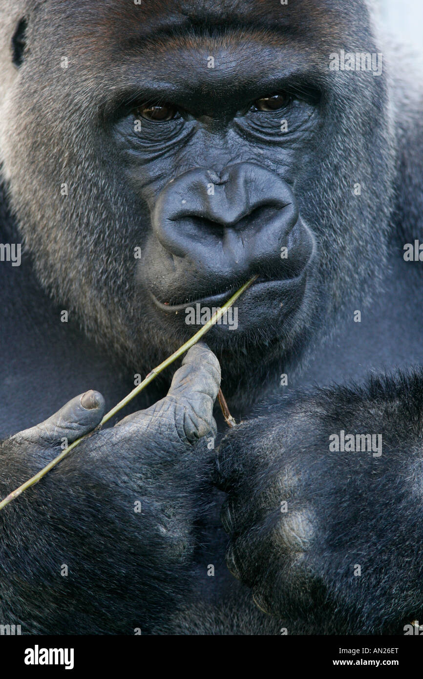 Flachlandgorilla Gorilla gorilla Western Gorilla Westgorilla Menschenaffe Flachland Gorilla Westerngorilla Stock Photo