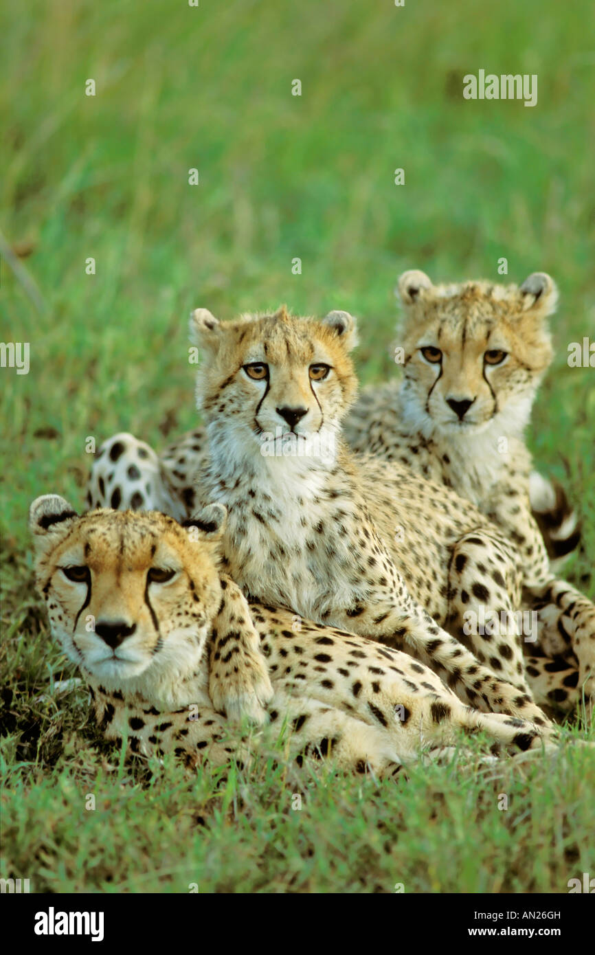 Cheetah Gepard Acinonyx jubatus Masai Mara Kenya mother with cubs jungtiere Stock Photo