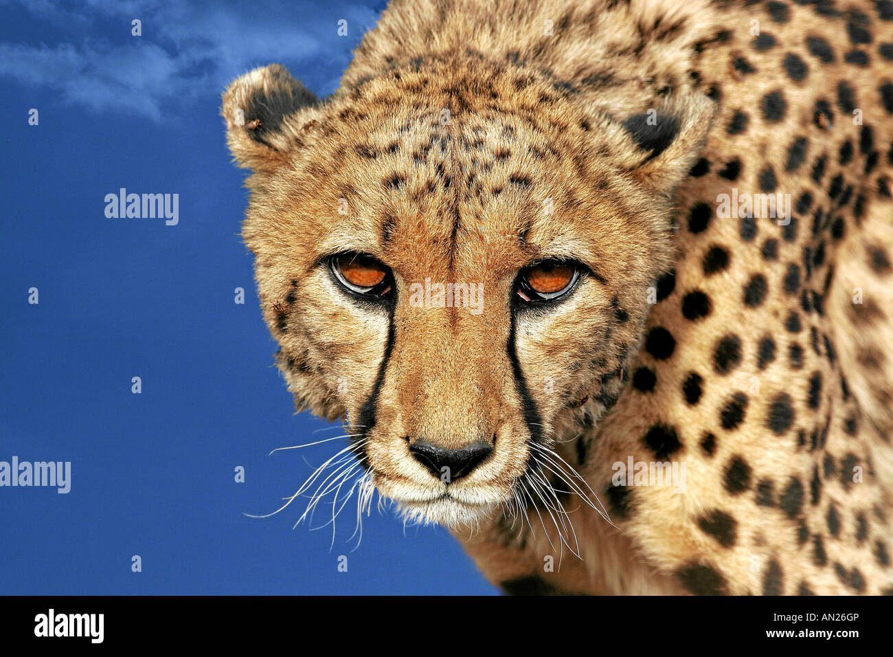 Cheetah Gepard Acinonyx jubatus Stock Photo