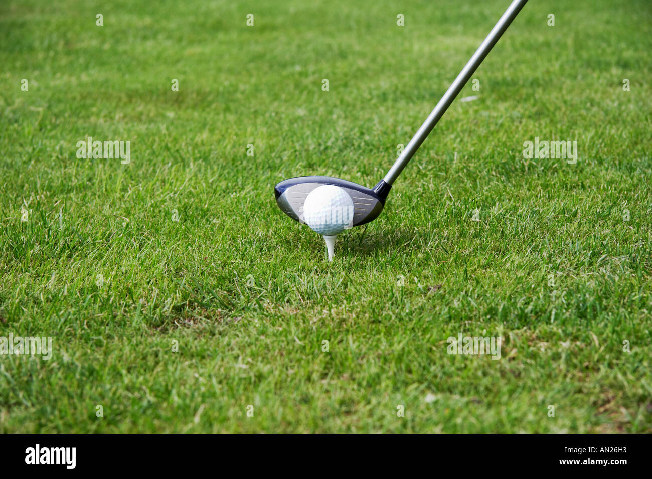 tee off and driving the golfball Stock Photo Alamy