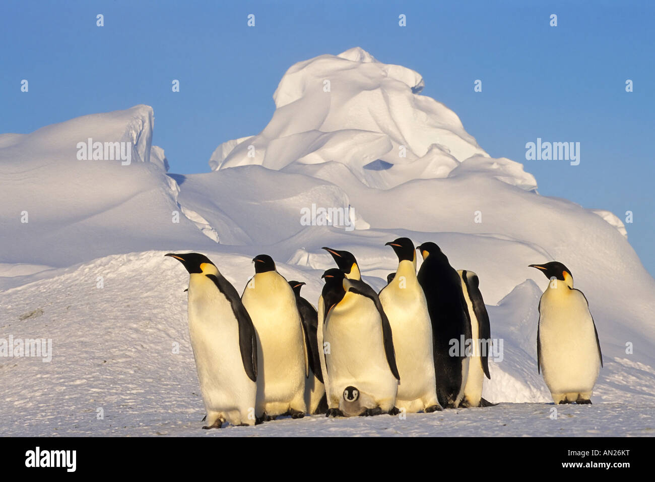 Kaiserpinguin Emporer Penguin and chick Dawnson Lambton Glacier Antarktis kaiserpinguine Stock Photo